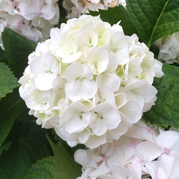 Hydrangea 'Princess Juliana'