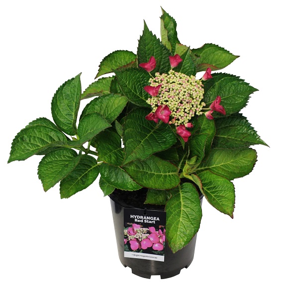 Hydrangea 'Red Start'