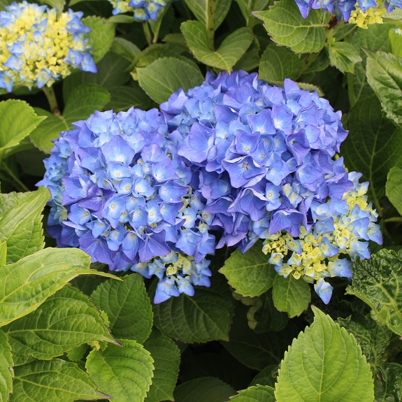 Hydrangea 'Renate Steiniger'