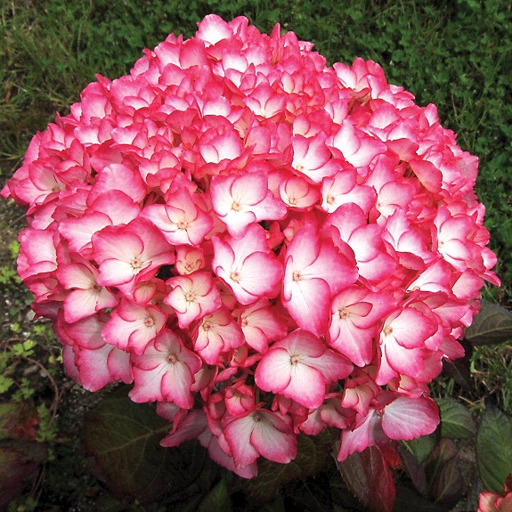 Hydrangea 'Sabrina'