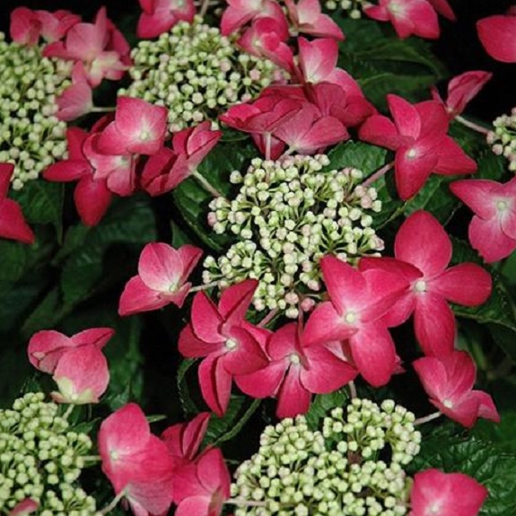 Hydrangea 'Strawberries & Cream'