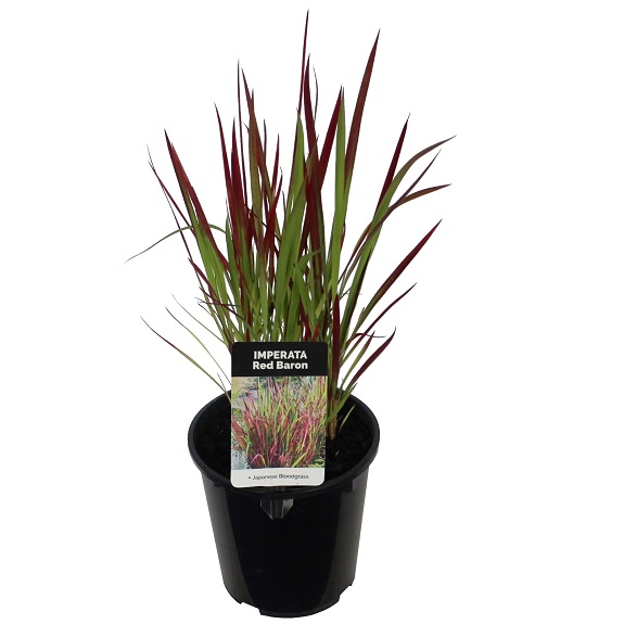 Imperata cylindrica 'Red Baron'