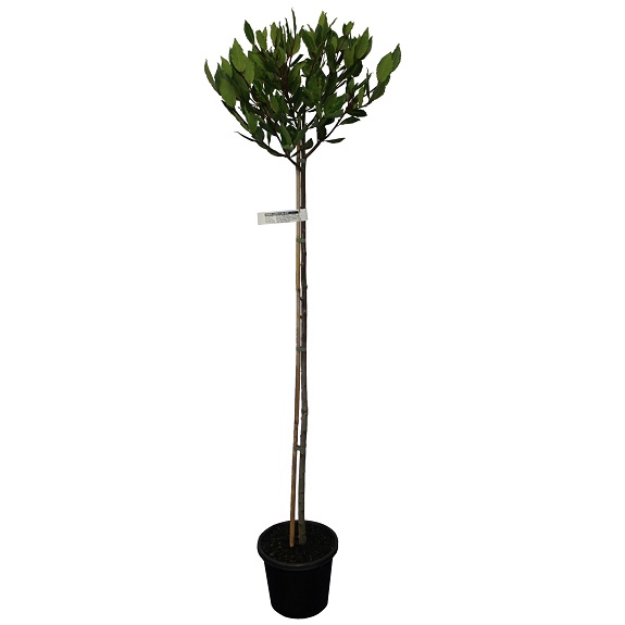 Laurus nobilis 1.2m Std