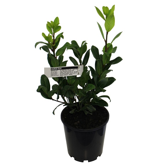 Laurus 'Verdi'