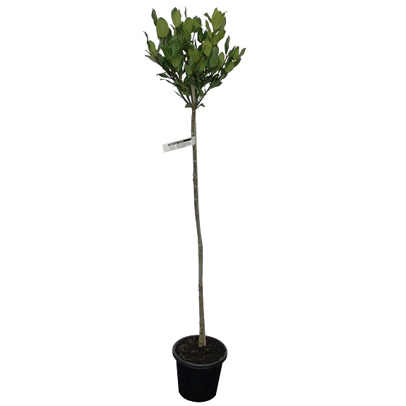 Laurus 'Verdi' 1.2m Std