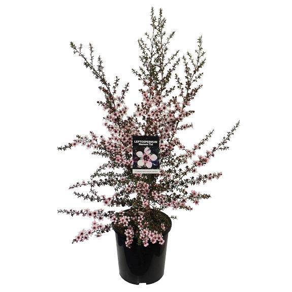 Leptospermum nanum 'Tui'