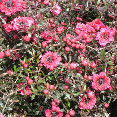 Leptospermum 'Wiri Kerry'