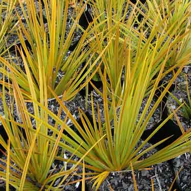 Libertia perigrinans