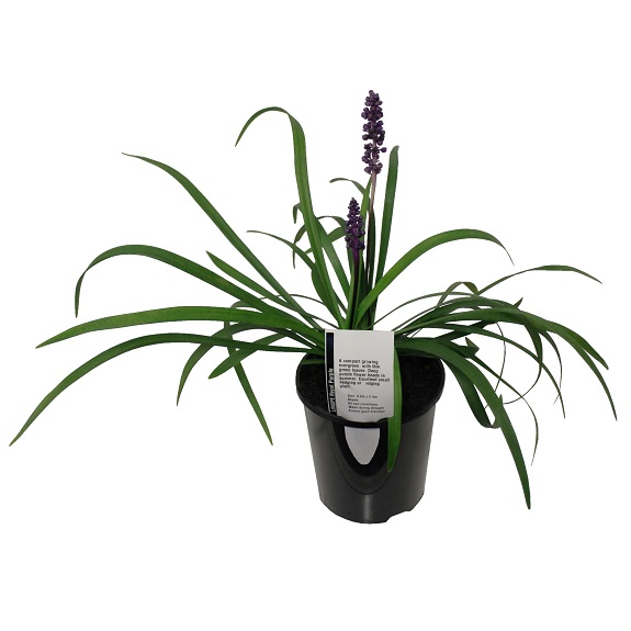 Liriope muscari 'Royal Purple'