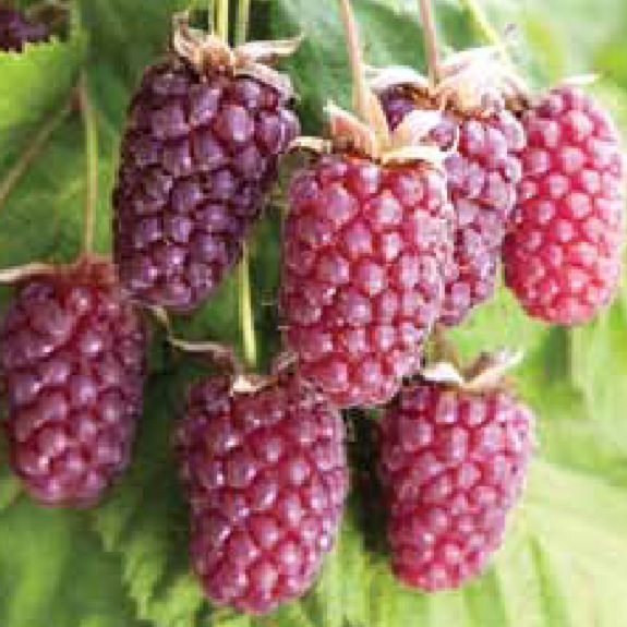 Loganberry 'Waimate'