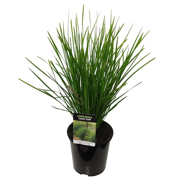 Lomandra 'Lime Tuff'