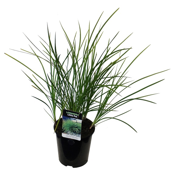 Lomandra 'Little Pal'