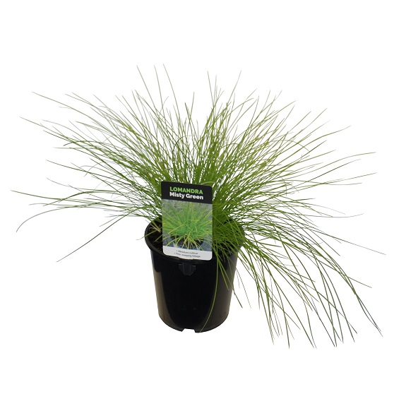 Lomandra 'Misty Green'