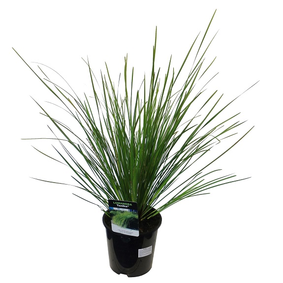 Lomandra 'Tanika'