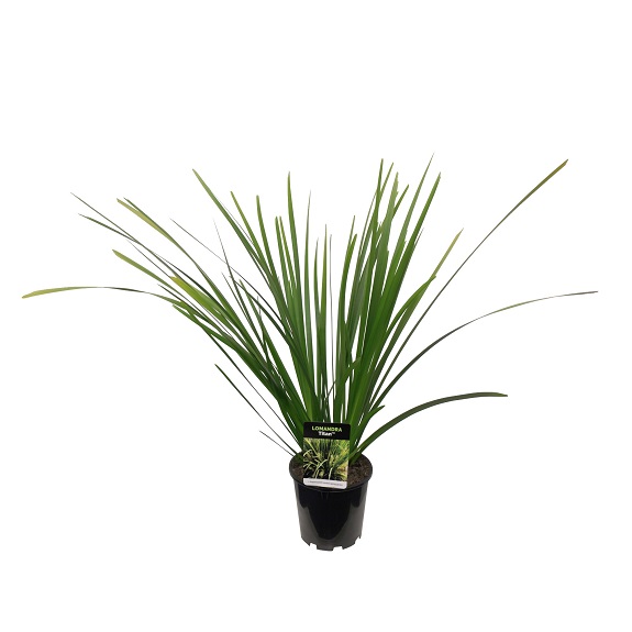 Lomandra 'Titan'