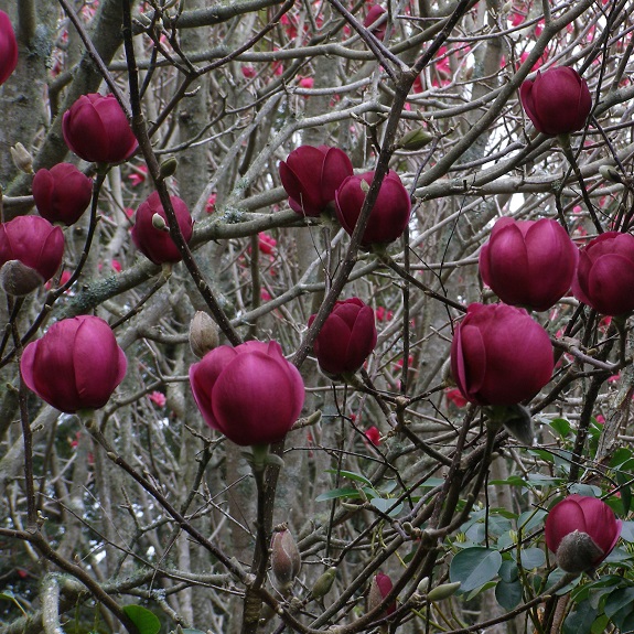 Magnolia dec 'Black Tulip'