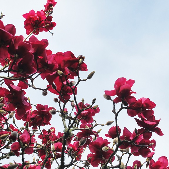 Magnolia dec 'Vulcan'