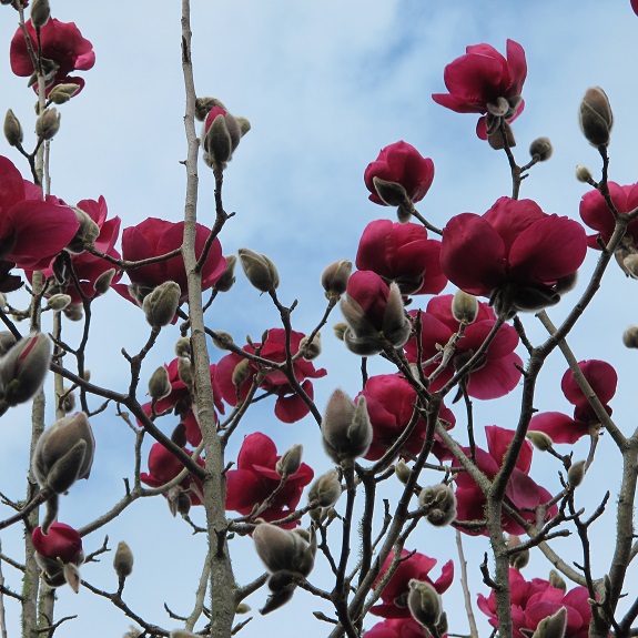 Magnolia dec 'Felix'