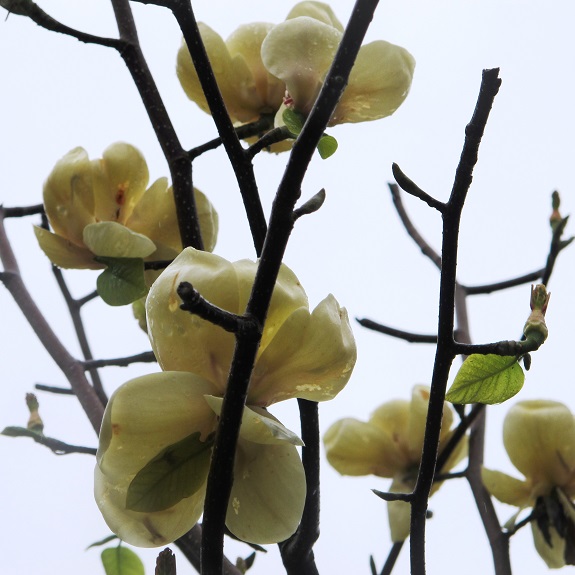 Magnolia dec 'Honey Tulip'