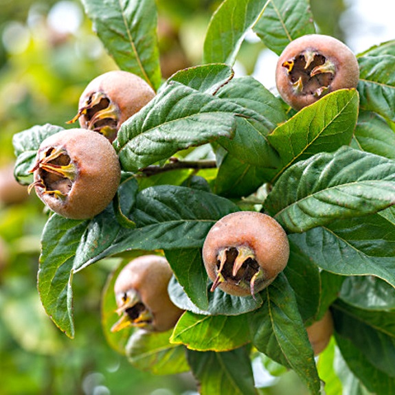 Medlar