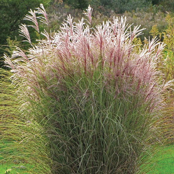 Miscanthus sinensis 'Morning Light'