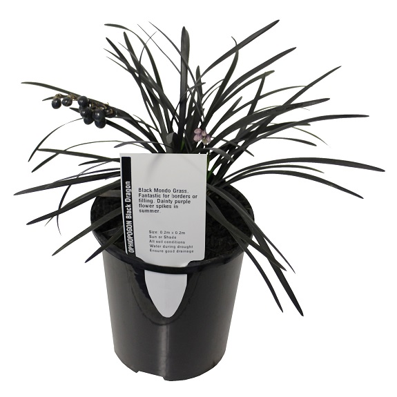 Ophiopogon japonicum 'Black Dragon'