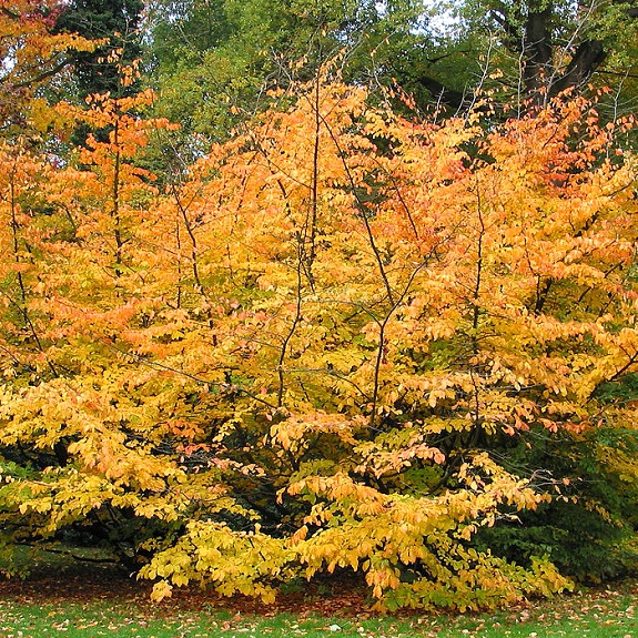 Parrotia persica