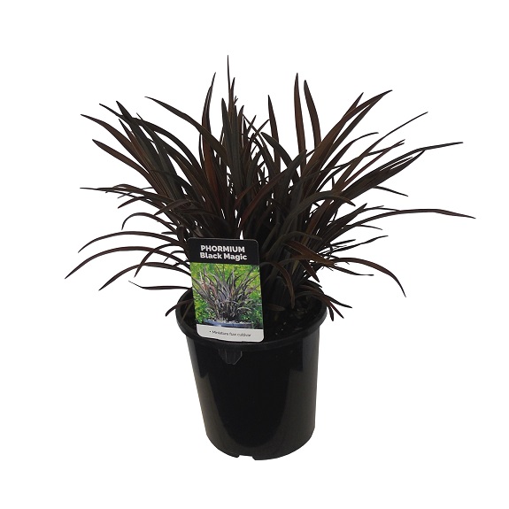 Phormium 'Black Magic'