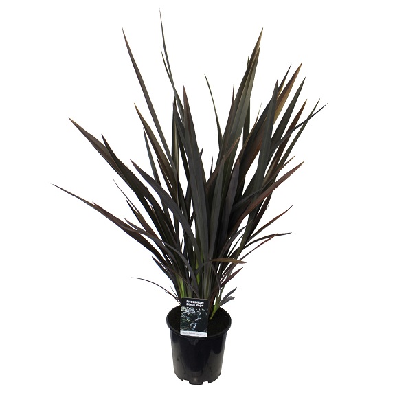 Phormium 'Black Rage'