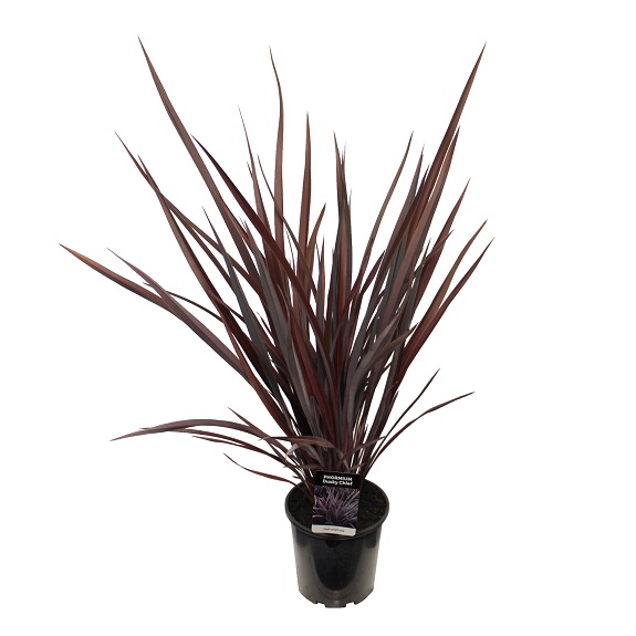 Phormium 'Dusky Chief'