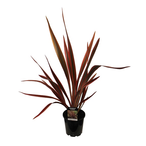 Phormium 'Firebird'