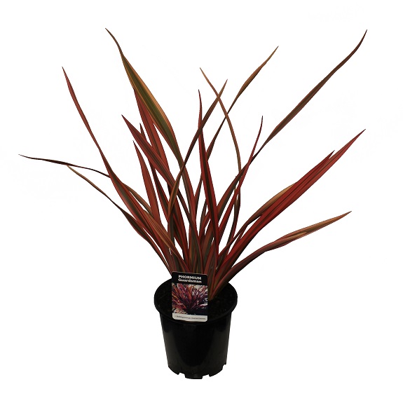 Phormium 'Guardsman'