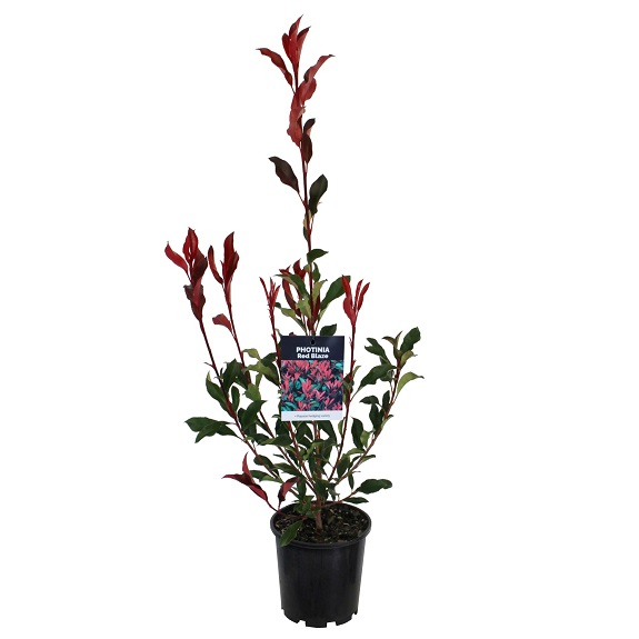 Photinia 'Red Blaze'