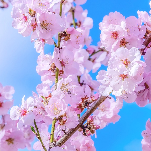 Prunus 'Awanui' 1.5m Std