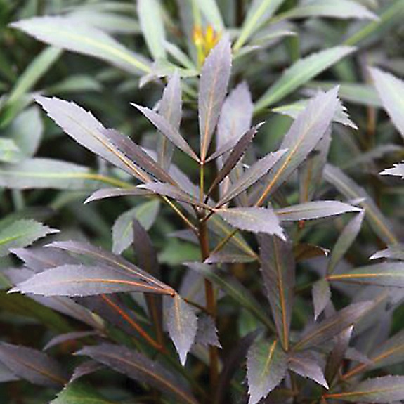 Pseudopanax 'Dark Star'