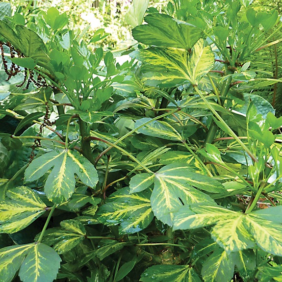 Pseudopanax 'Gecko Gold'