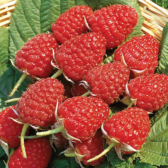 Raspberry 'Waiau'