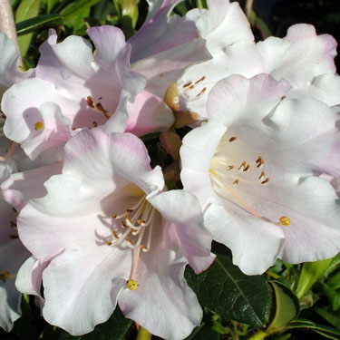 Rhodo 'Countess Of Haddington'