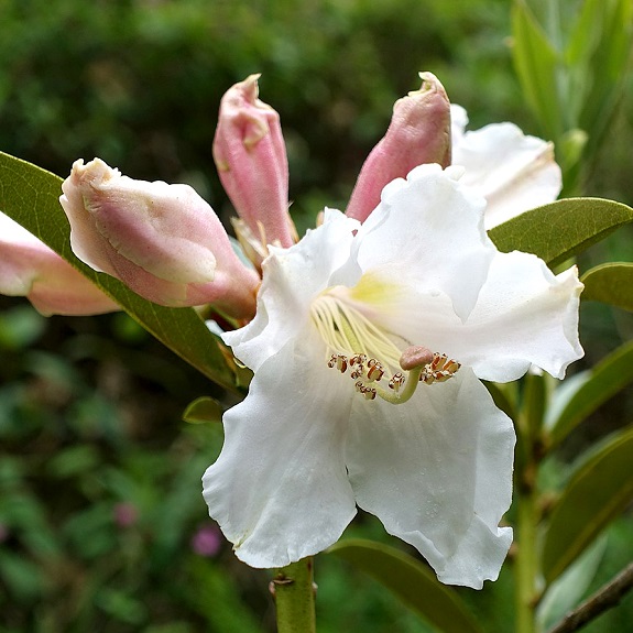 Rhodo 'Kotuku'