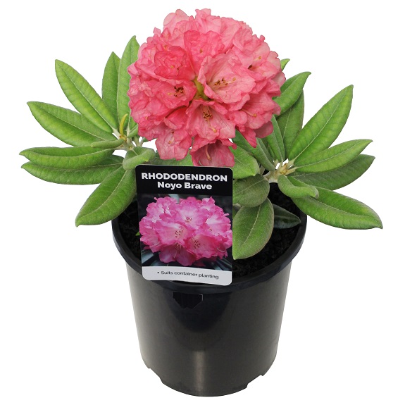 Rhodo 'Noyo Brave'