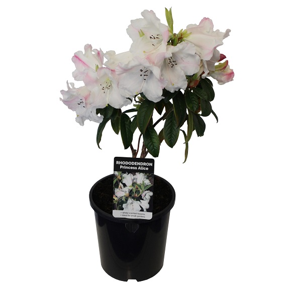 Rhodo 'Princess Alice'