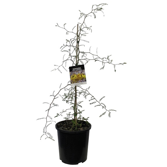 Sophora microphylla