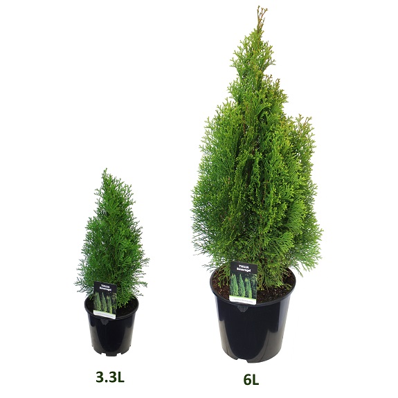 Thuja occidentalis 'Smaragd'