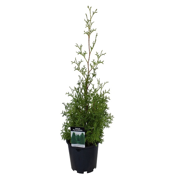 Thuja occidentalis 'Pyramidalis'