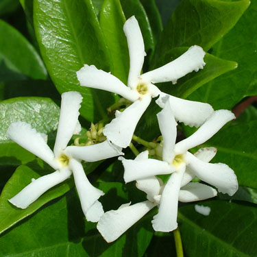 Trachelospermum jasminoides