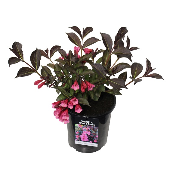 Weigela 'Wine & Roses'