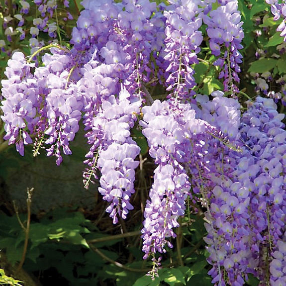 Wisteria sinensis 'Bicolour'