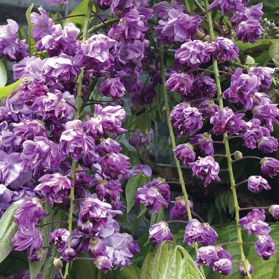 Wisteria floribunda 'Black Dragon'