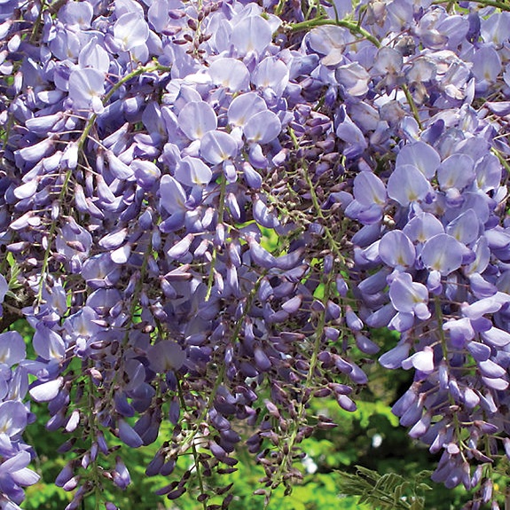 Wisteria sinensis 'Blue Sapphire'