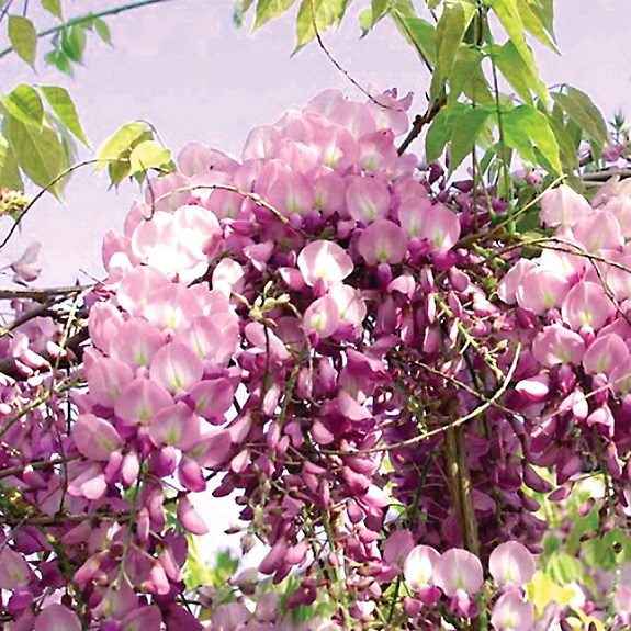 Wisteria floribunda 'Pink Ice'